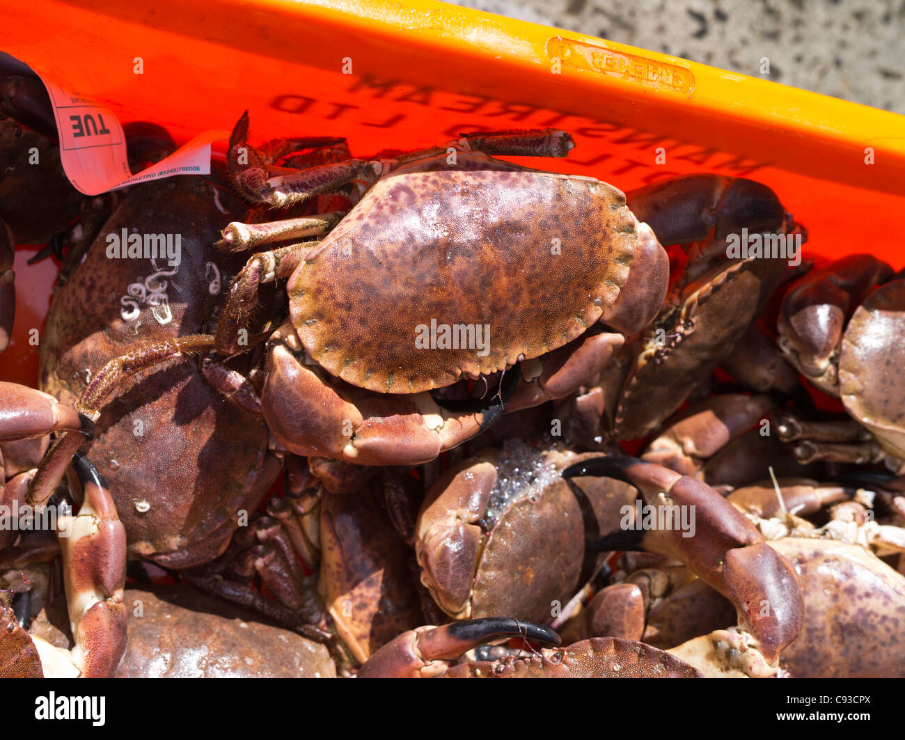 dh Cancer pagurus CRAB UK Fish box of crabs Stock Photo
