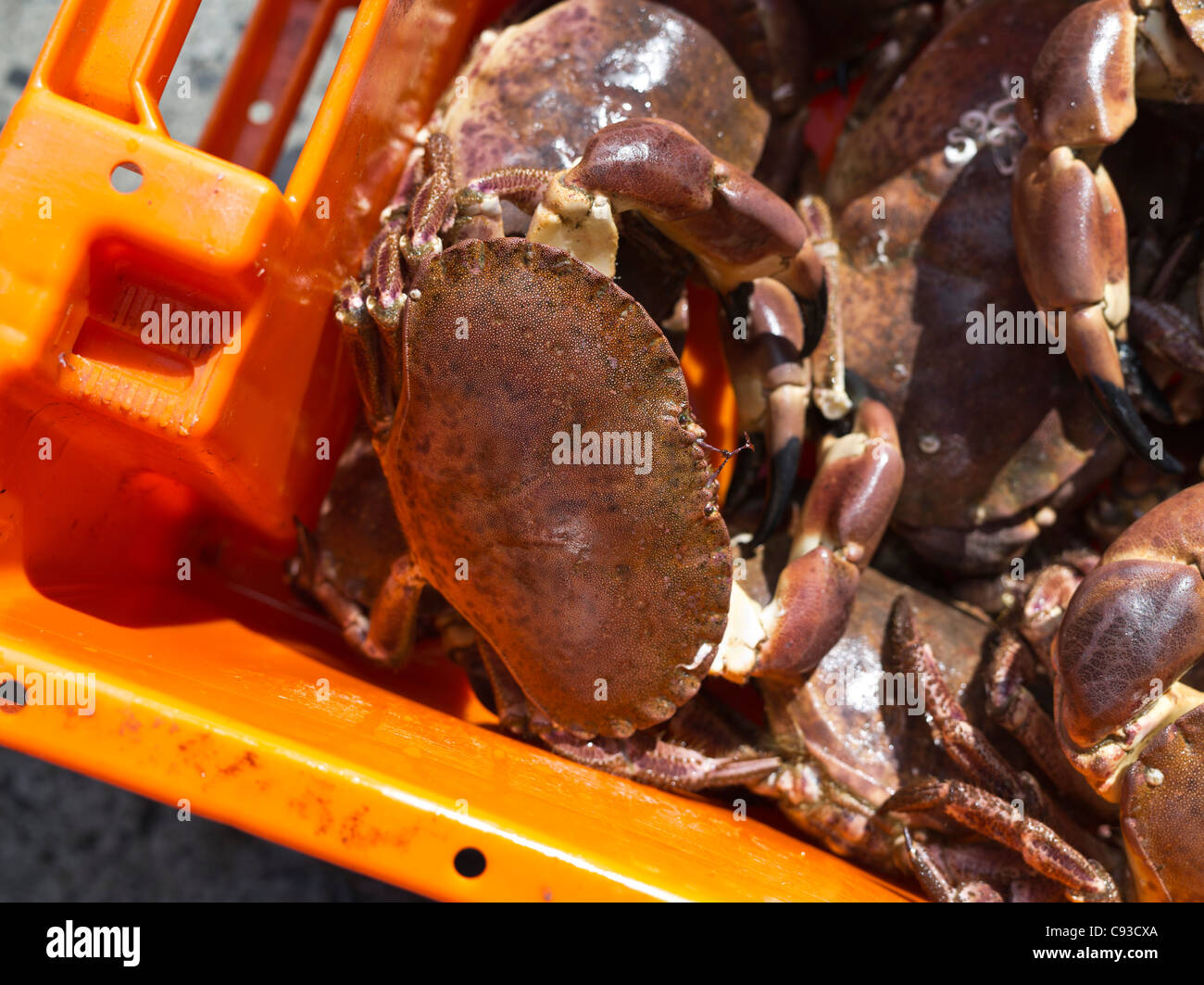 Crab fishing fish box crabs hi-res stock photography and images - Alamy