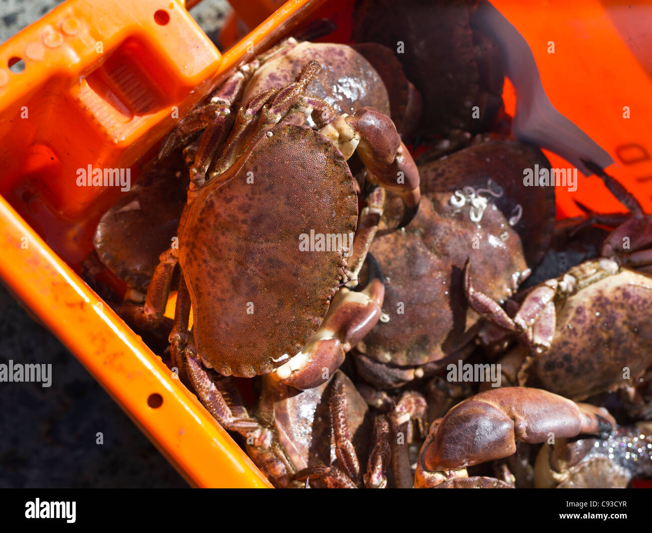 dh CRAB FISHING Fish box of crabs Edible Crab Cancer pagurus brown