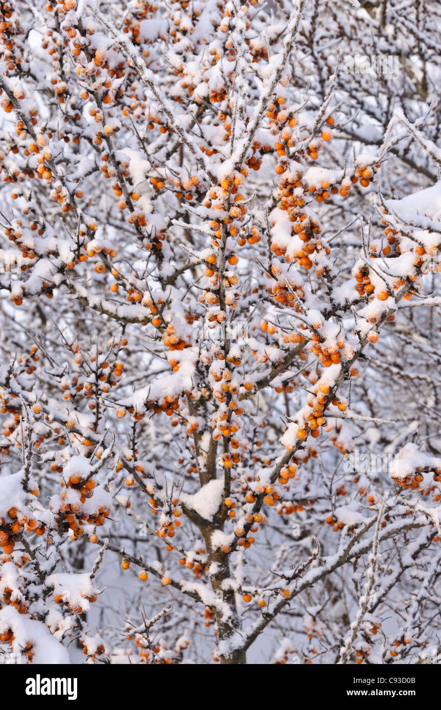 Sea buckthorn (Hippophae rhamnoides) Stock Photo