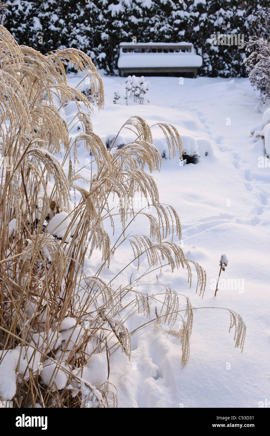 Snowy perennial garden Stock Photo