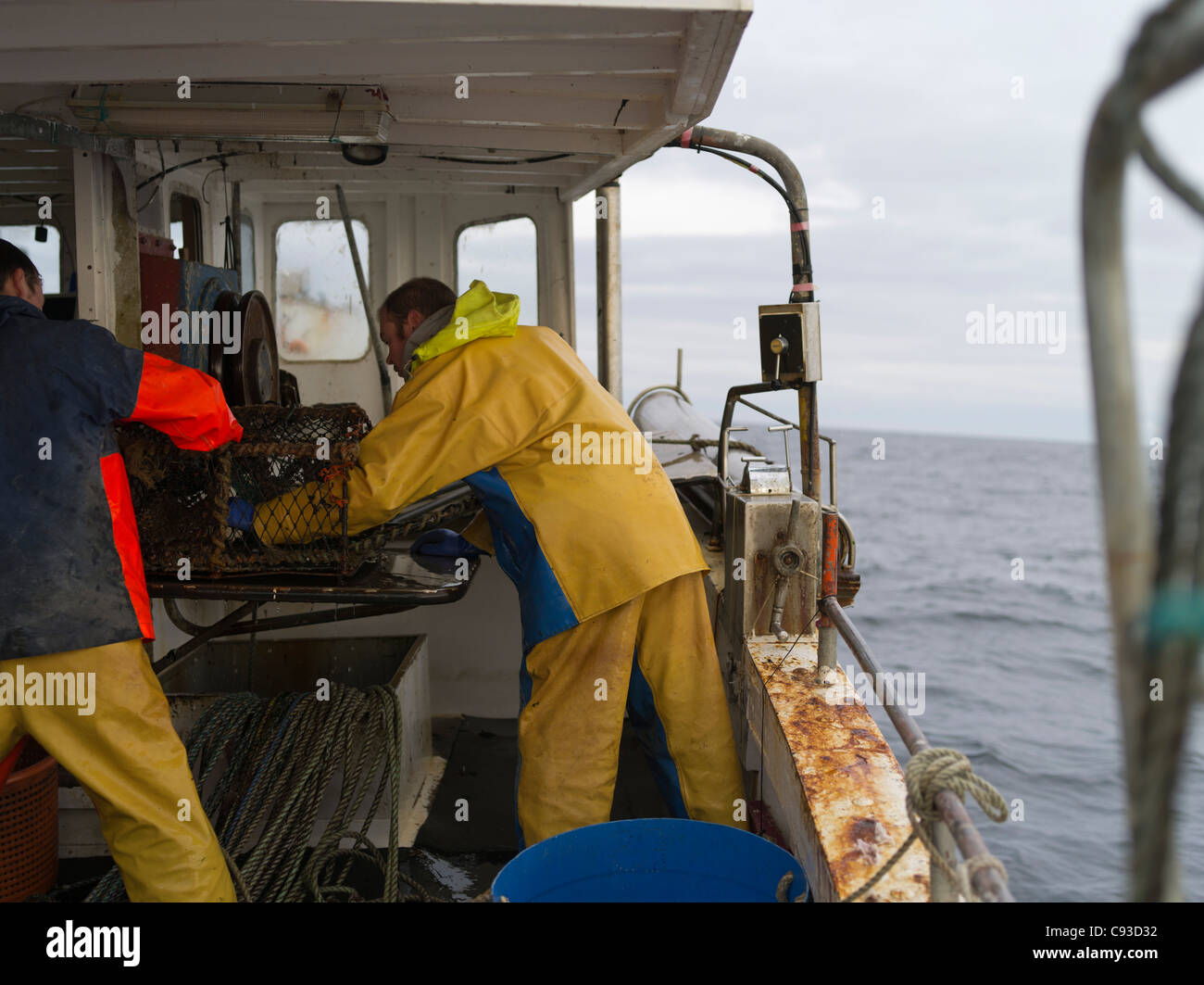 dh  FISHING ORKNEY Fishermen emptying lobster and crab from creel aboard fishing boat Stock Photo