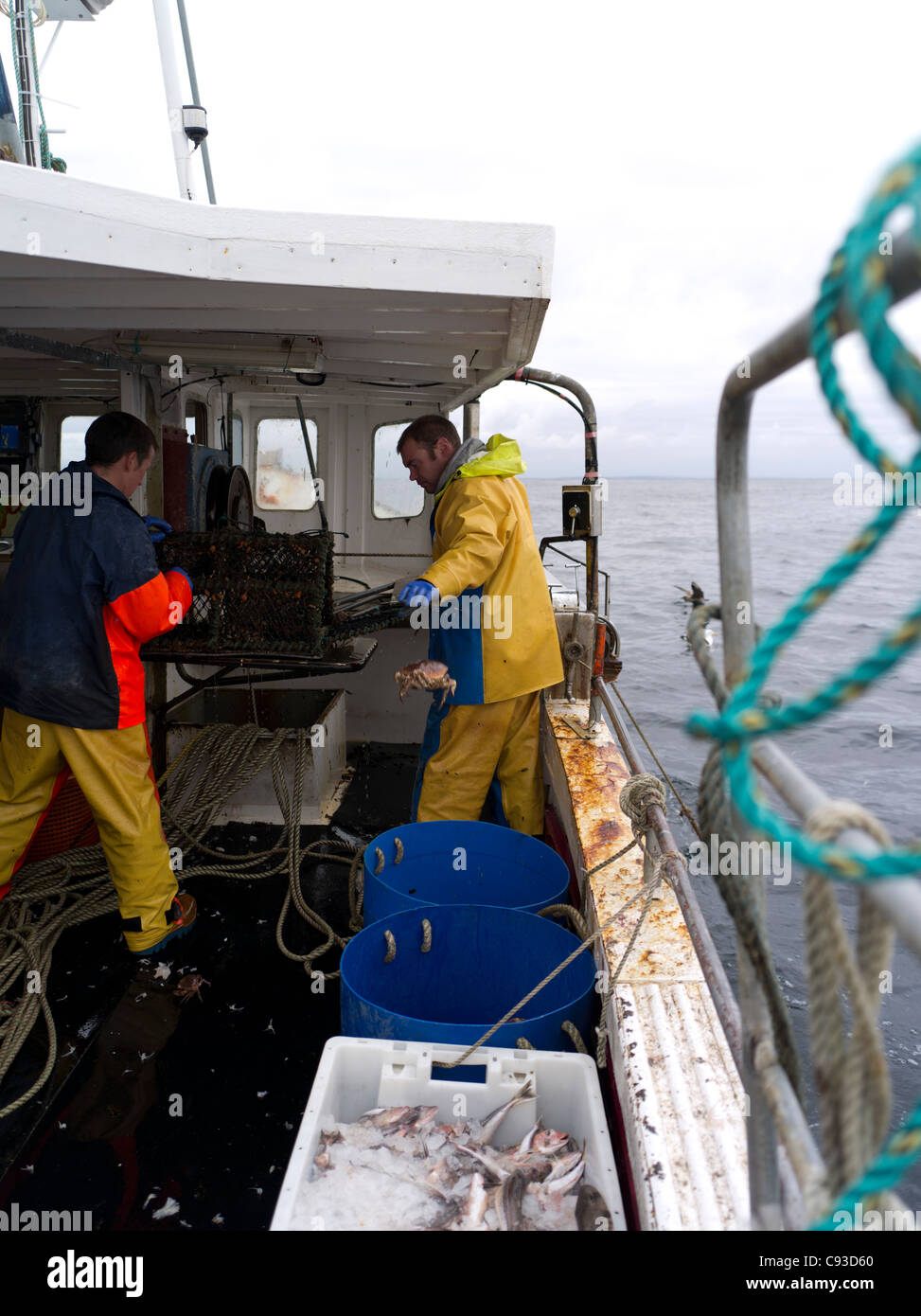 dh  FISHING ORKNEY Fishermen grading crab from creel aboard fishing boat lobster fish Stock Photo