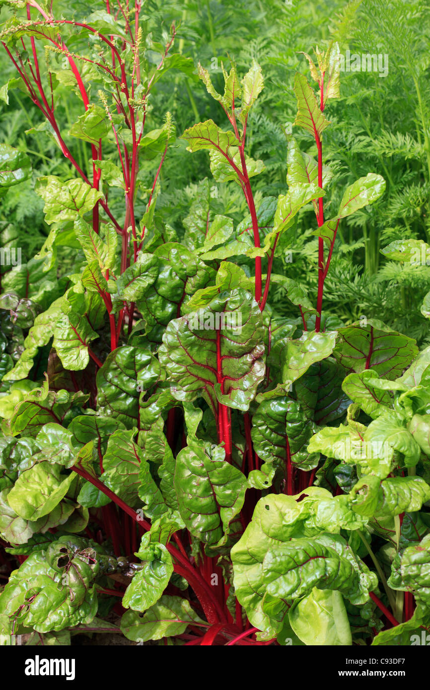 Vegetable patch with Beta vulgaris - Chard & carrots Stock Photo