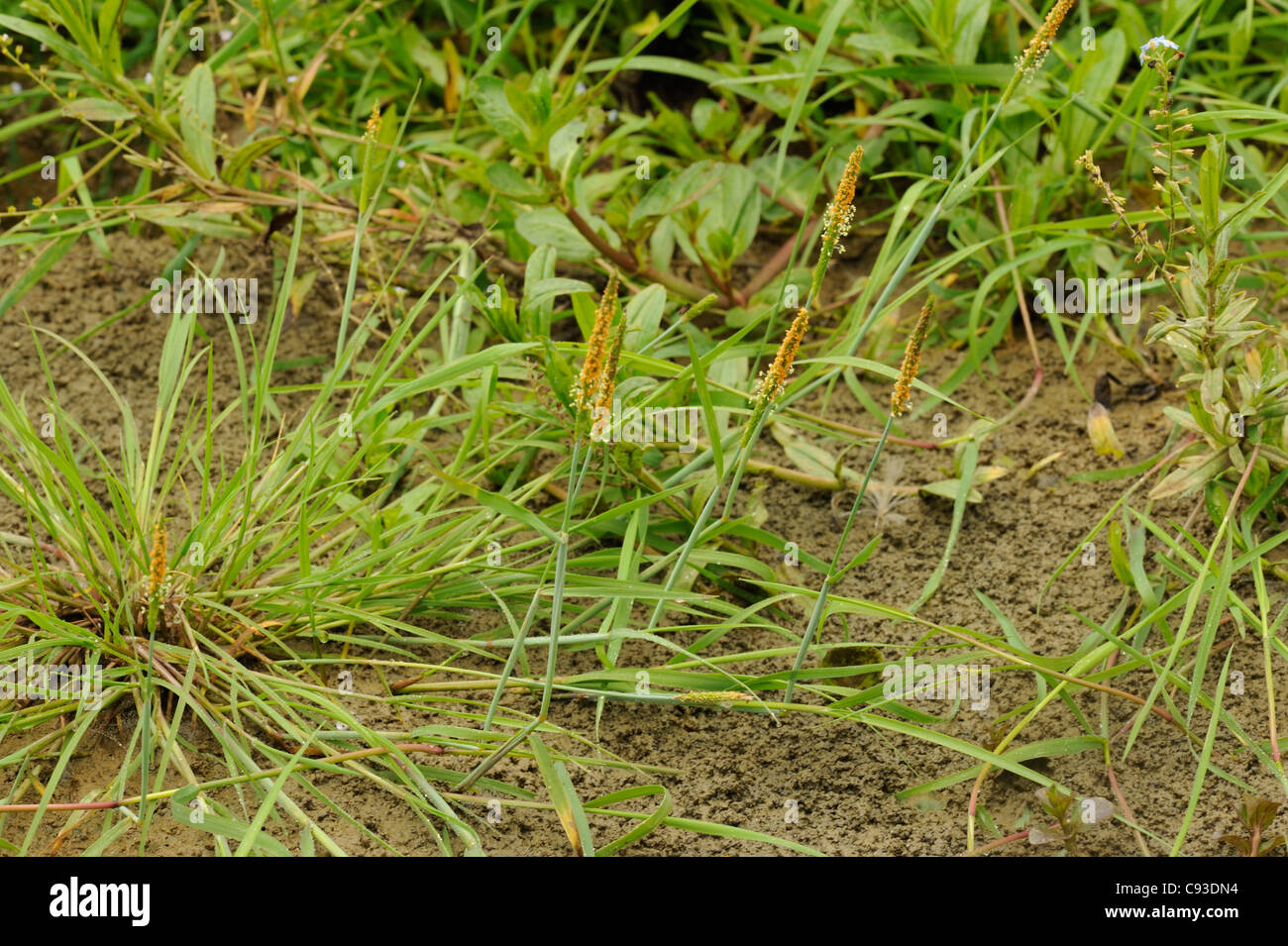 Orange Foxtail grass, alopecurus aequalis Stock Photo