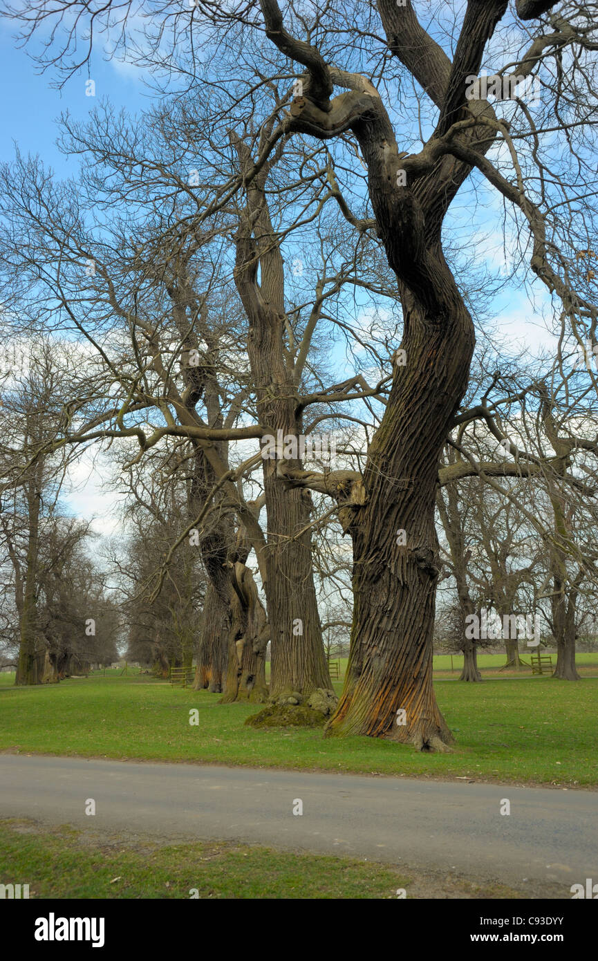Sweet chestnut trees, Burghley Park, Castanea sativa Stock Photo