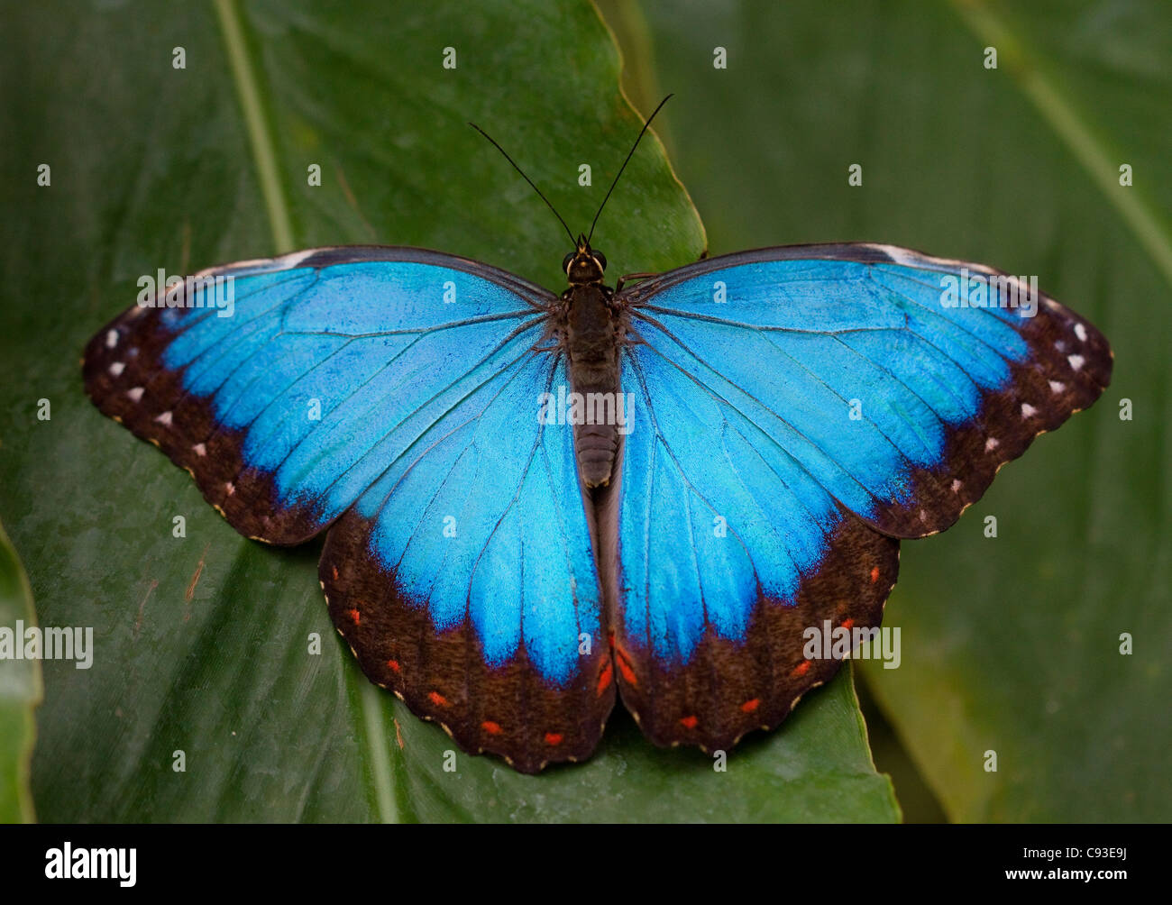 BLUE MORPHO butterfly (Morpho peleides) Native to the rainforests of Central and South America. Captive. Stock Photo