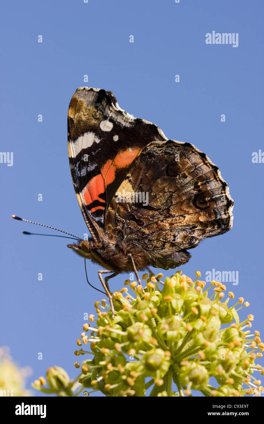 RED ADMIRAL BUTTERFLY (Vanessa atalanta) feeding on ivy flower in early autumn, Sussex, UK. September Stock Photo
