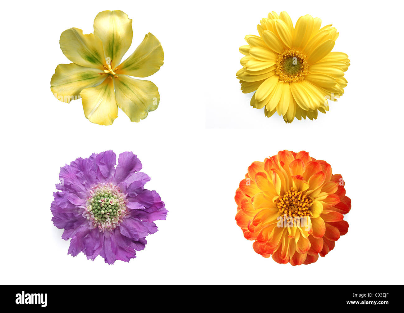 Different flowers hi-res stock photography and images - Alamy