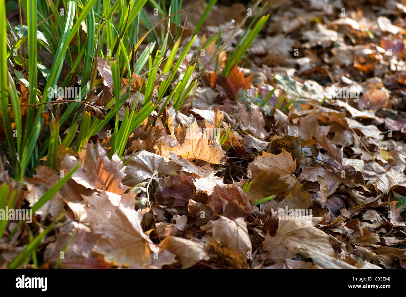 Autumn leaves uk ground hi-res stock photography and images - Alamy