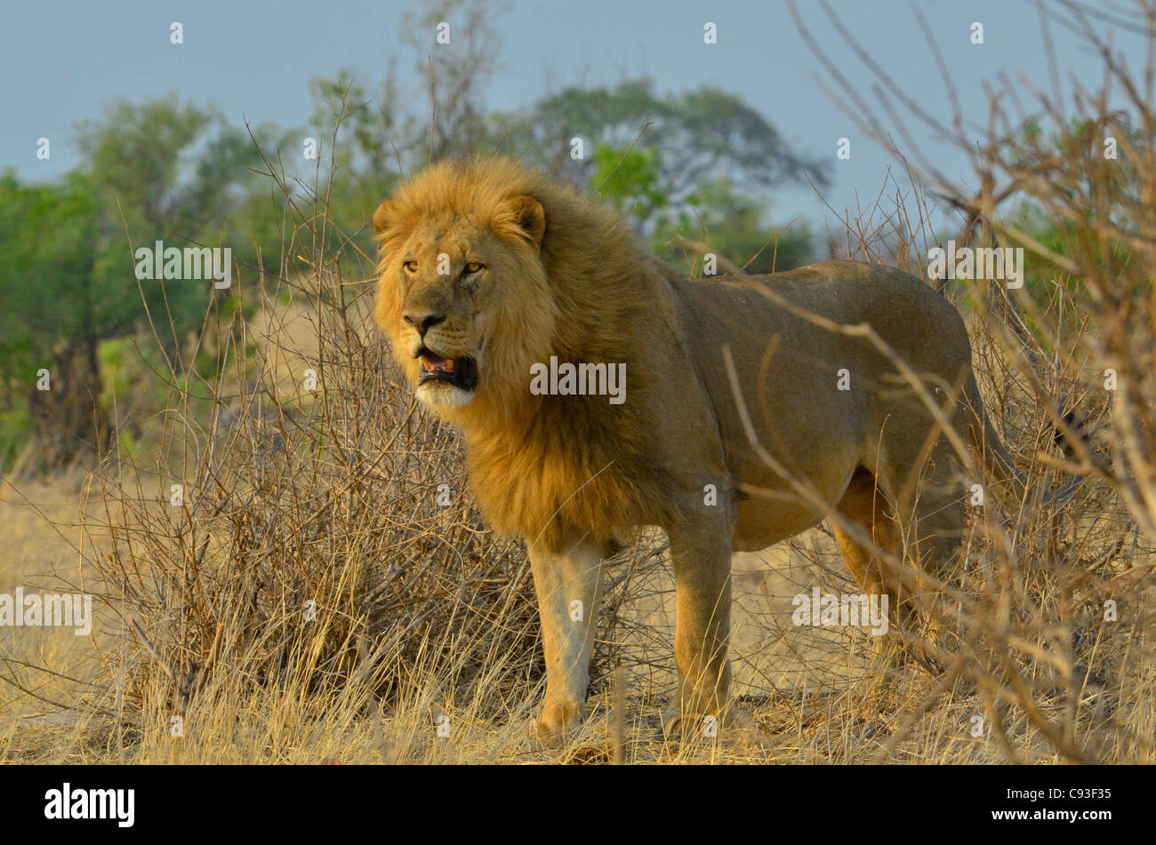 Zimbabwe is a small country boasting an incredible variety of landscapes and animals. Stock Photo