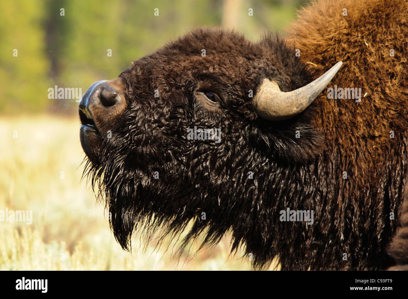 Megafauna hires stock photography and images Alamy