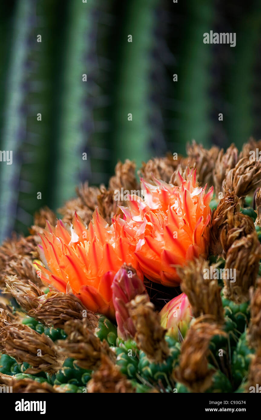 flowering cactus Stock Photo