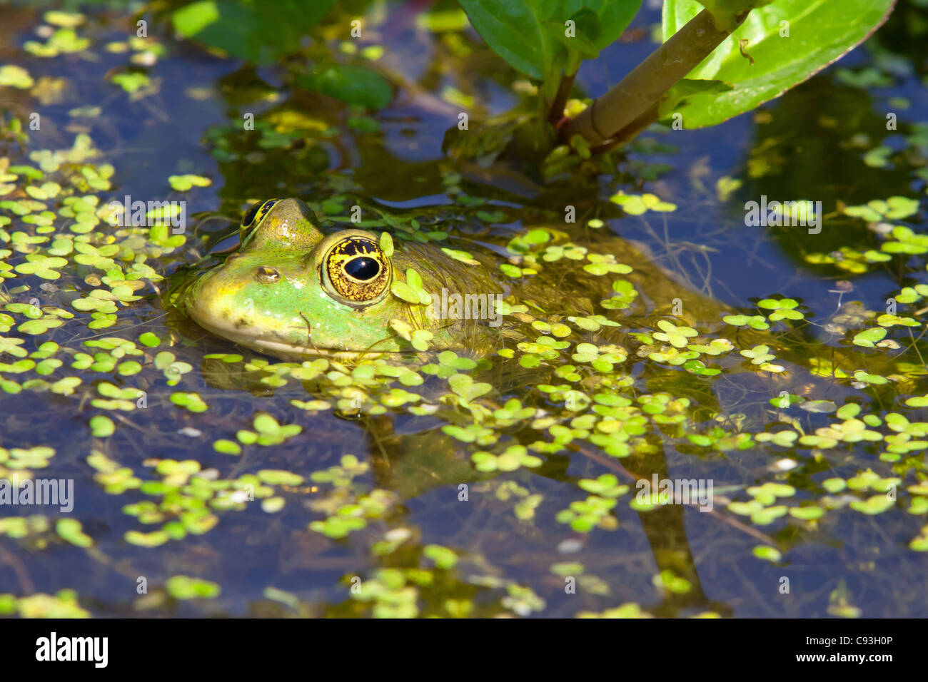 Common toad lurking in a pond Stock Photo