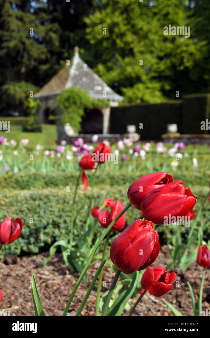 Red tulips in a garden with a summerhouse in the background. Stock Photo