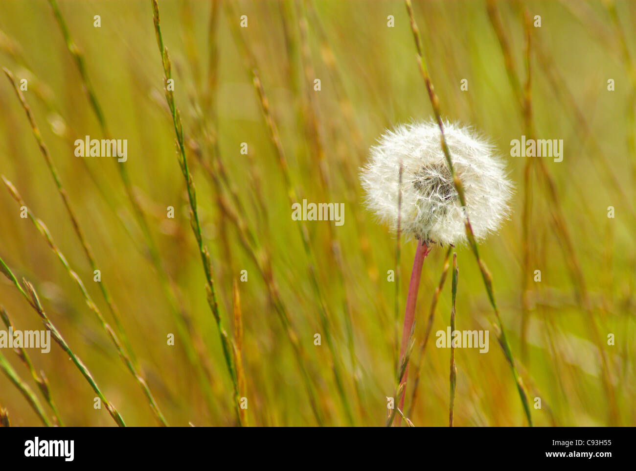 Alone in a meadow hi-res stock photography and images - Alamy