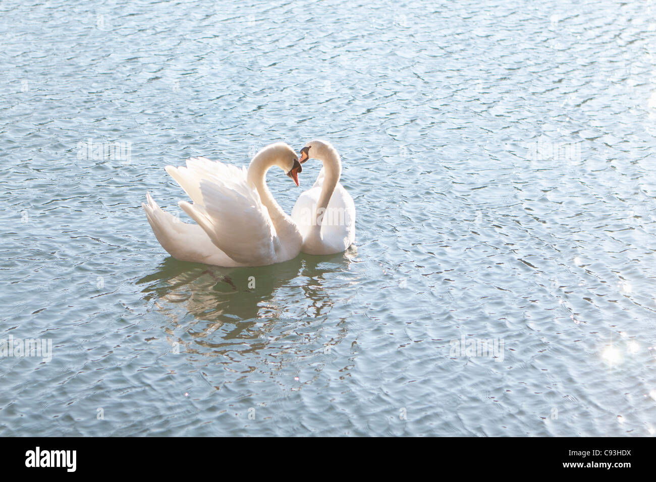 Two swans form a heart shape with their necks. Stock Photo