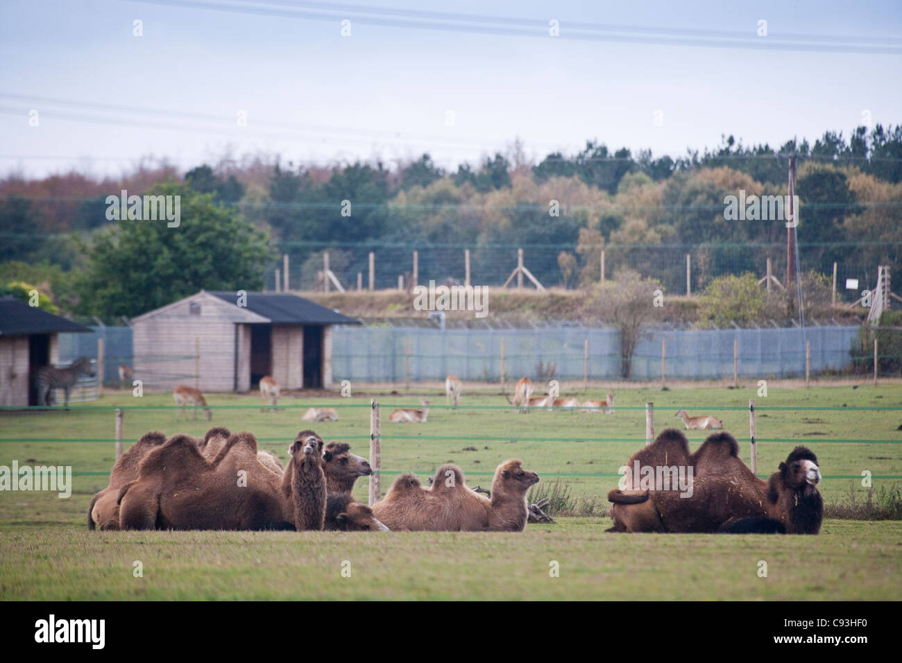 Bactrian Camel Camelus bactrianus Stock Photo