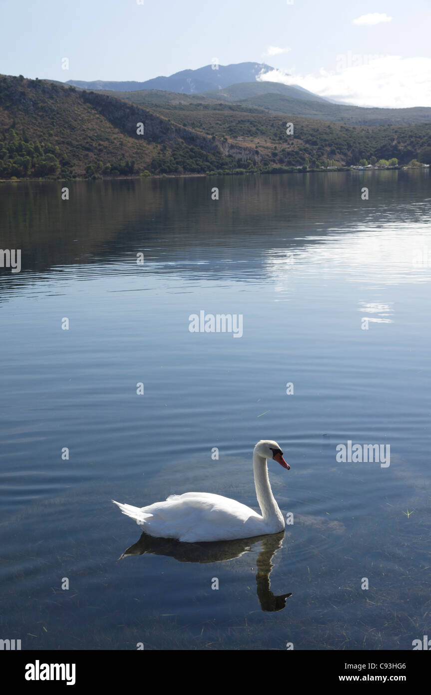 Argostoli, Kefalonia - swan on sea lagoon. Stock Photo