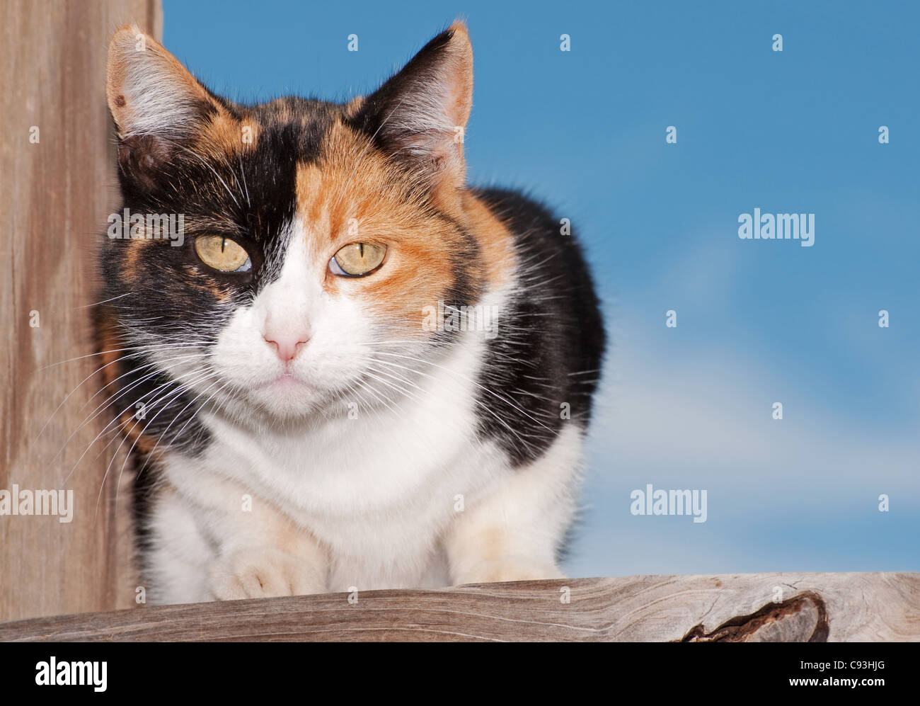 Calico cat on wooden porch, looking intently at the viewer Stock Photo