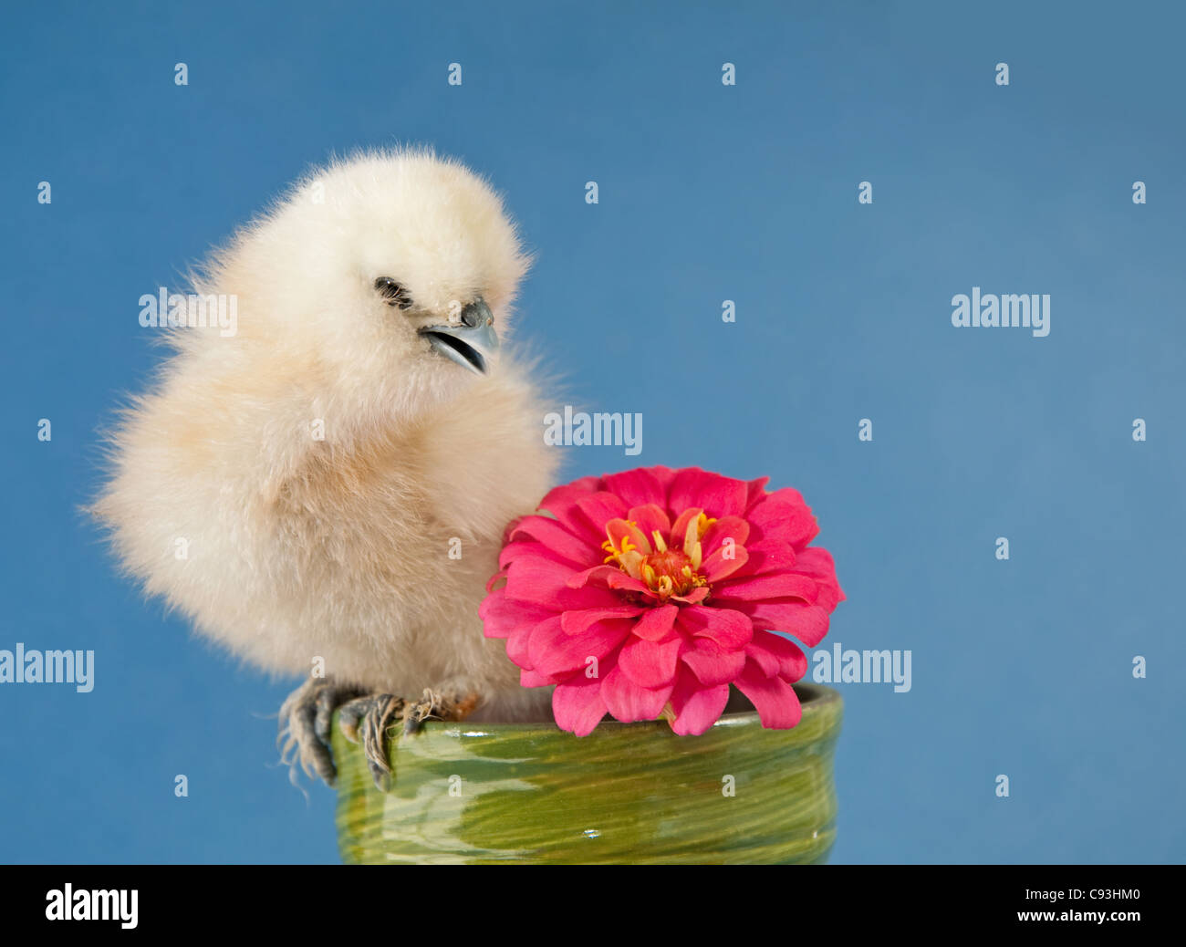 Fluffy Easter chick sitting in a small flower pot with a bright pink Zinnia flower against blue background Stock Photo