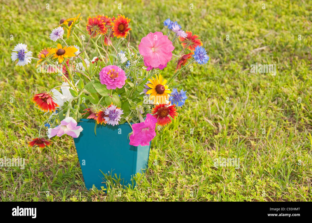 Colorful spring flowers in a square container on green grass Stock Photo