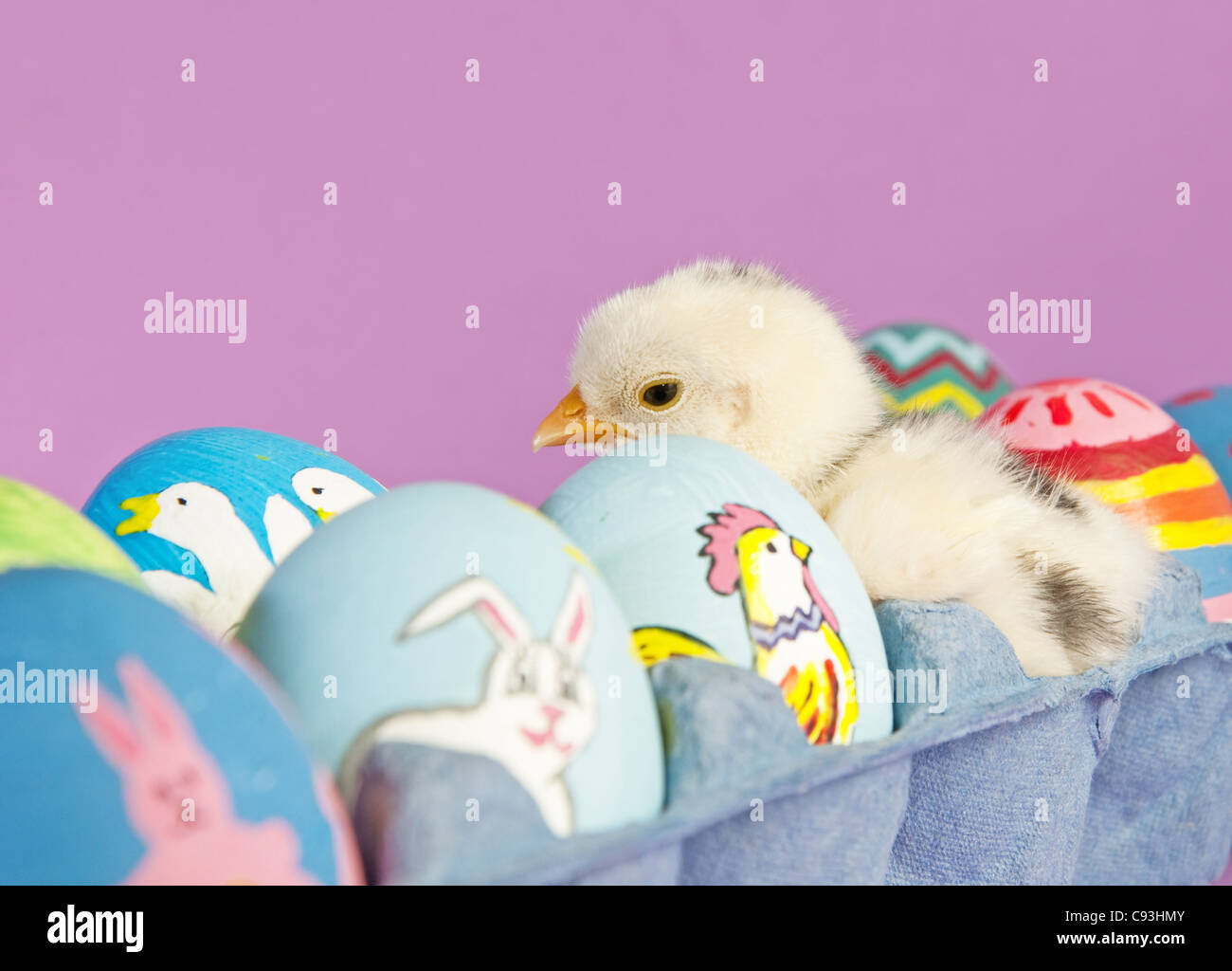 Surprise in an egg carton - an adorable baby chick in middle of Easter eggs Stock Photo