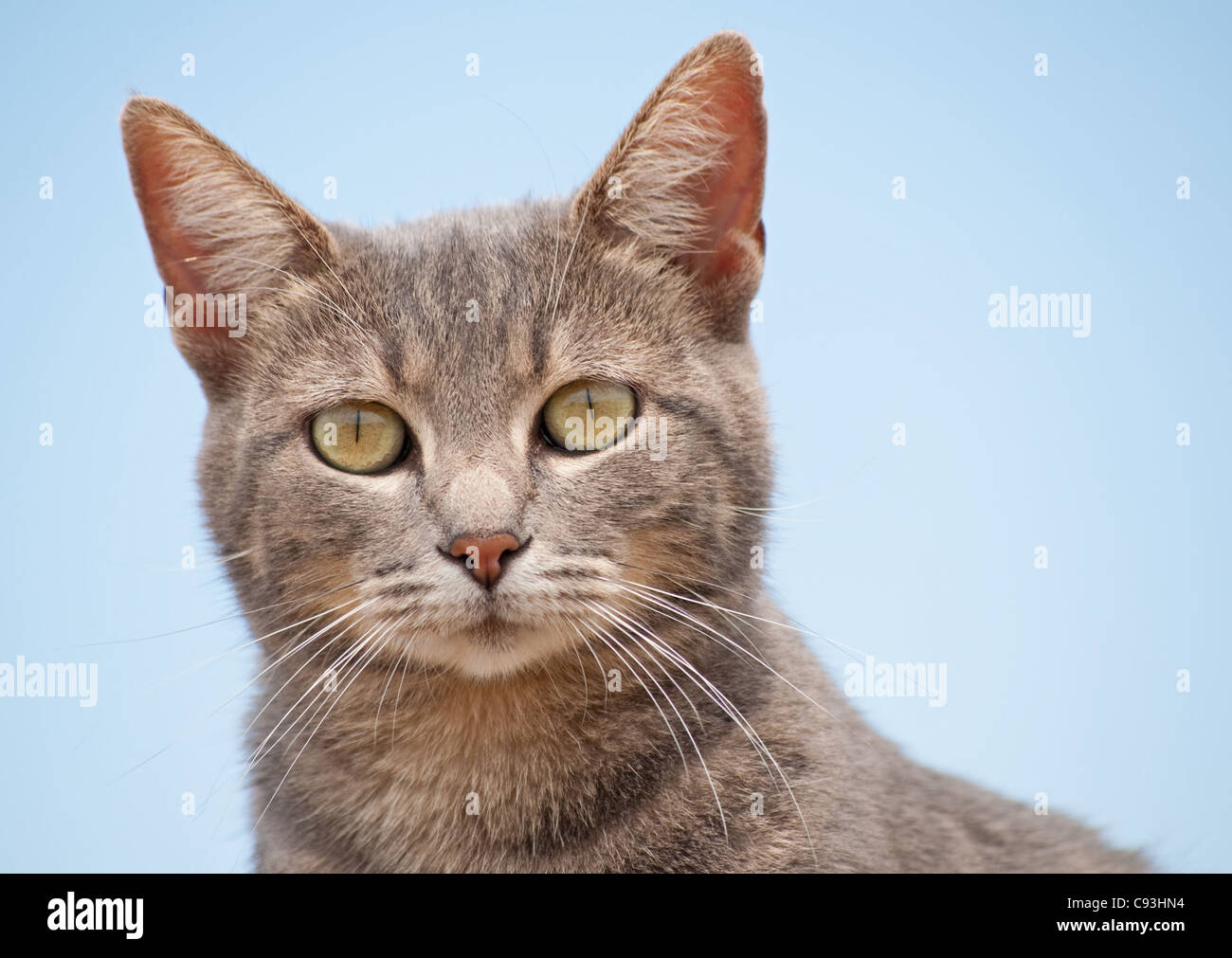 Closeup of a blue tabby cat looking at the viewer, with clear blue sky