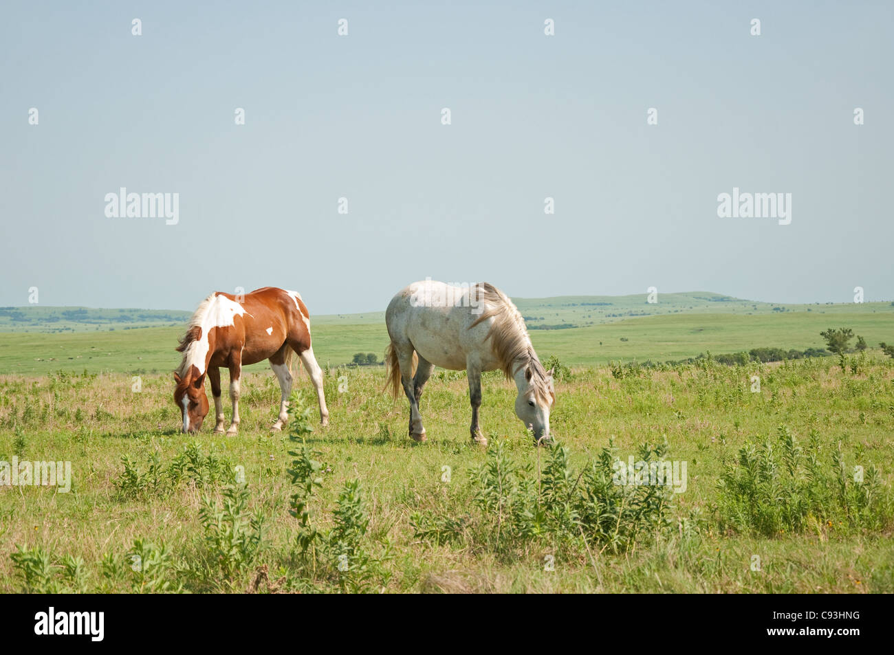 Two horses grazing against vast wide open prairie background Stock Photo