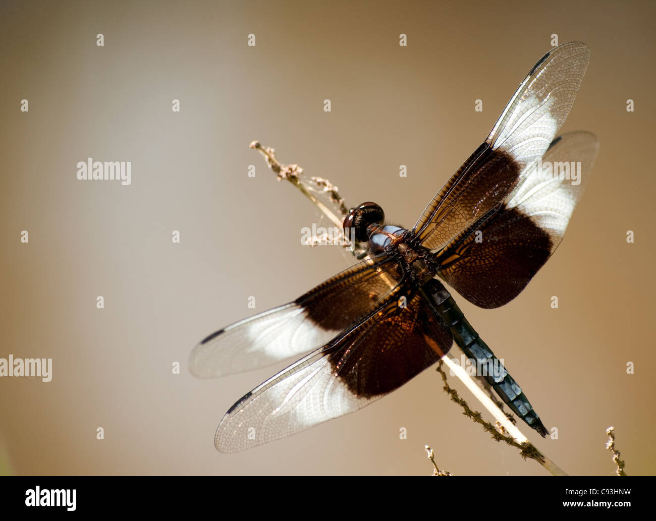 Closeup image of a Widow skimmer Dragonfly in its natural environment ...