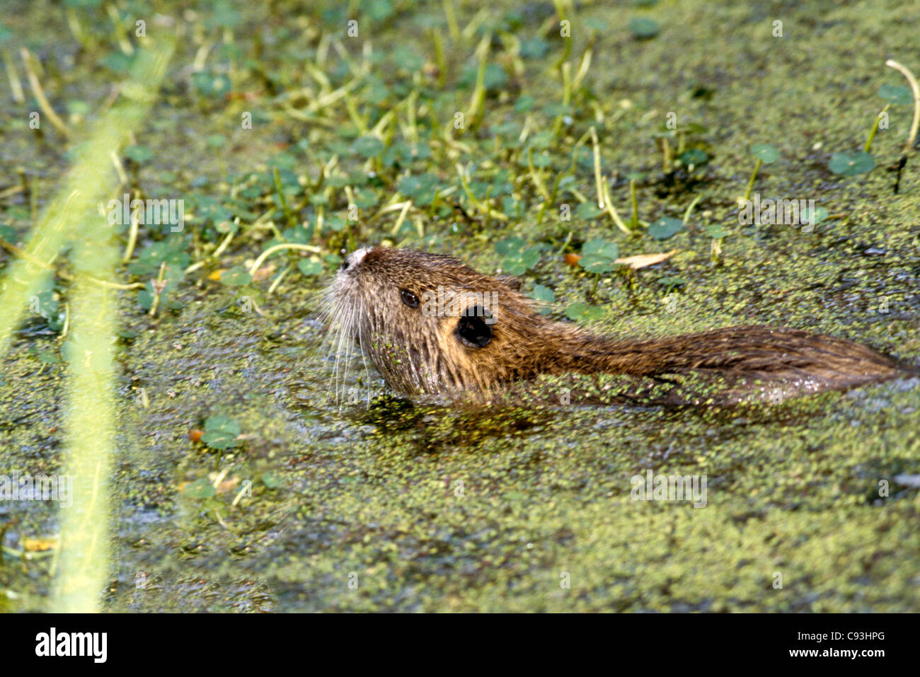 Coypu-Nutria swimming in swamp in Louisiana - an animal seen as a pest and threatening the life of swamps Stock Photo