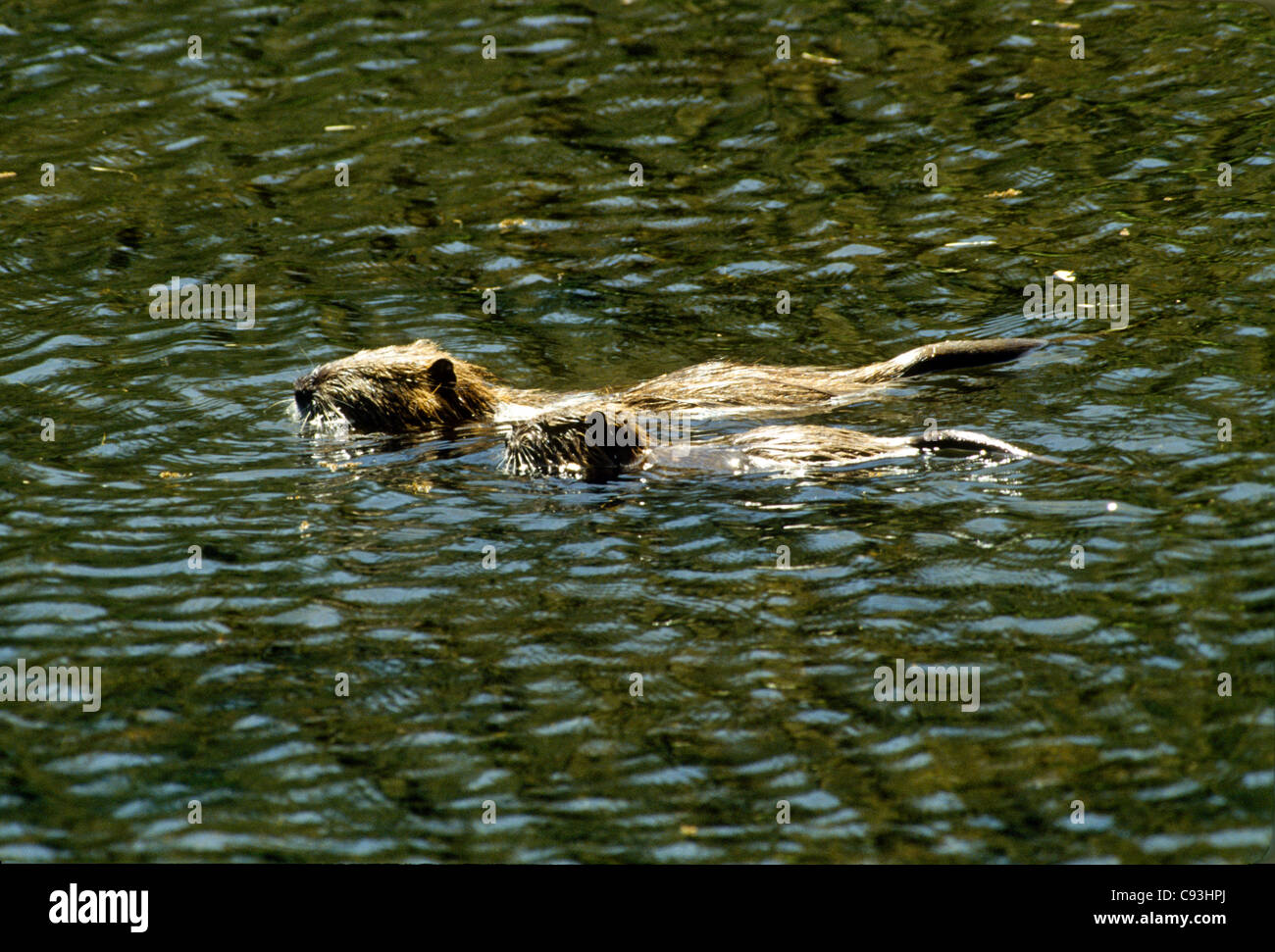 Coypu-Nutria, Myocastor coypus, mother and baby swim in swamp, Louisiana USA Stock Photo