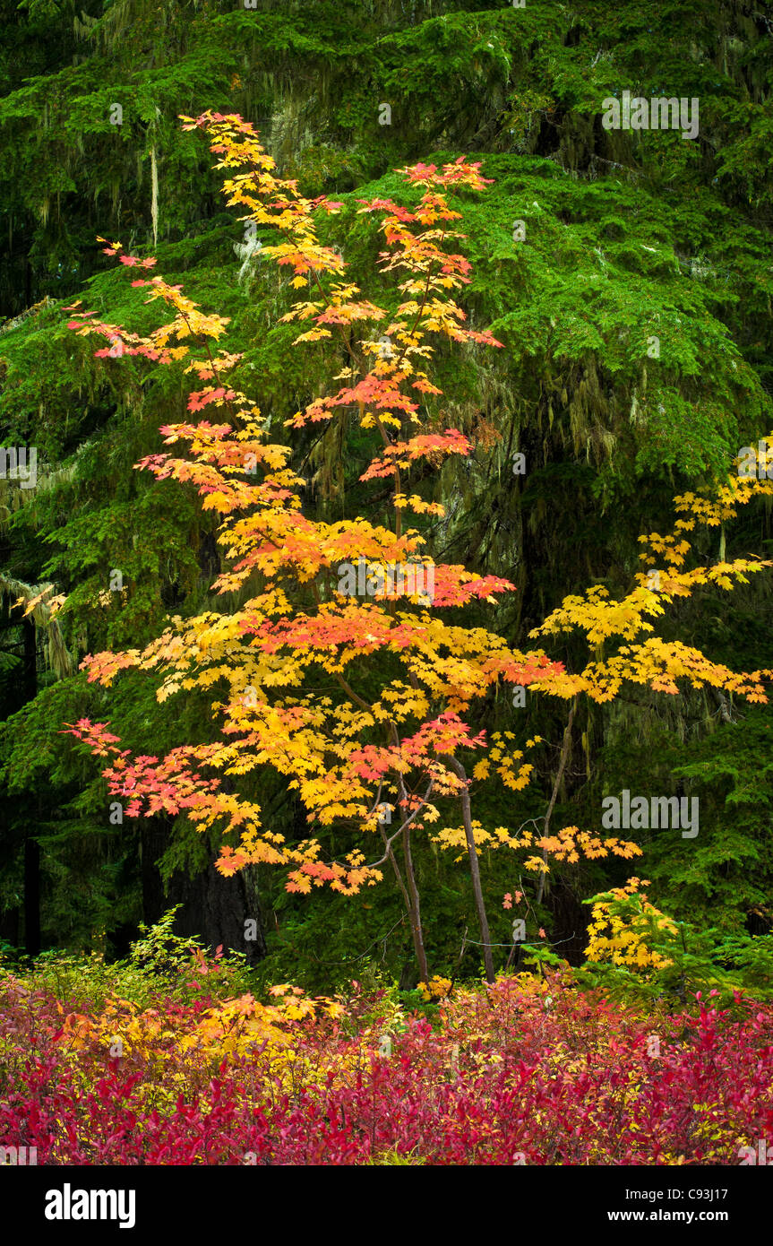 Vine maple and huckleberry with fall color; Gifford Pinchot National