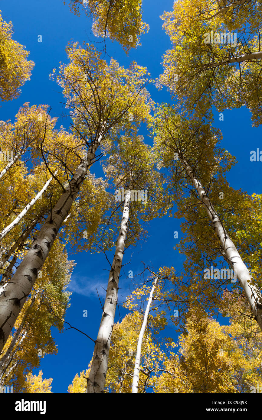 Looking up tall aspen trees hi-res stock photography and images - Alamy