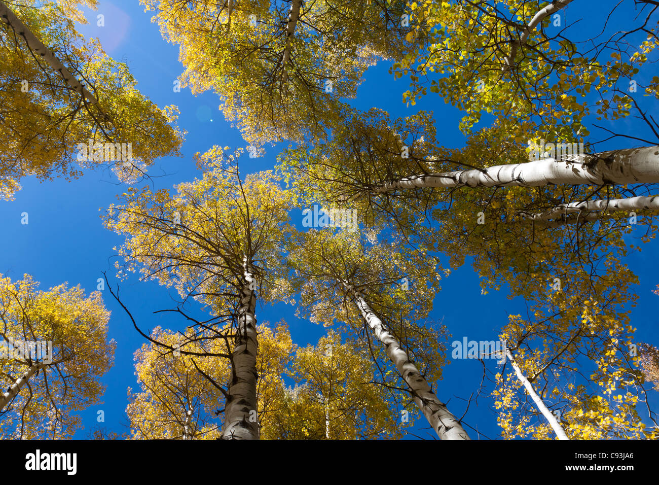 Looking up tall aspen trees hi-res stock photography and images - Alamy