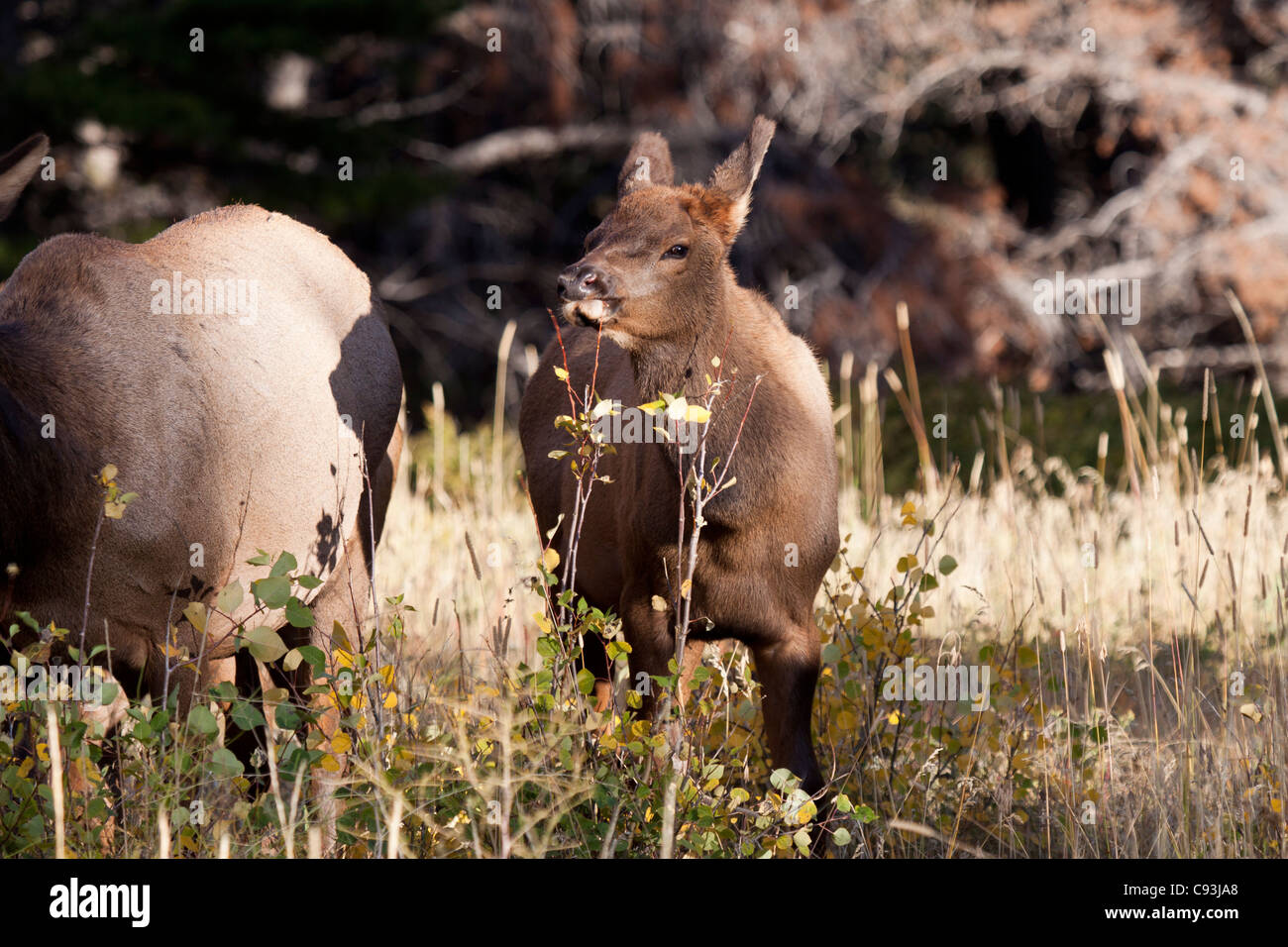 Young elk chewing branch while foraging for food in a meadow in Rocky National Mountain Park in Colorado Stock Photo