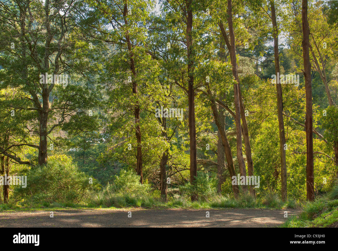 Bushland near Walhalla, West Gippsland, Victoria, Australia Stock Photo Alamy