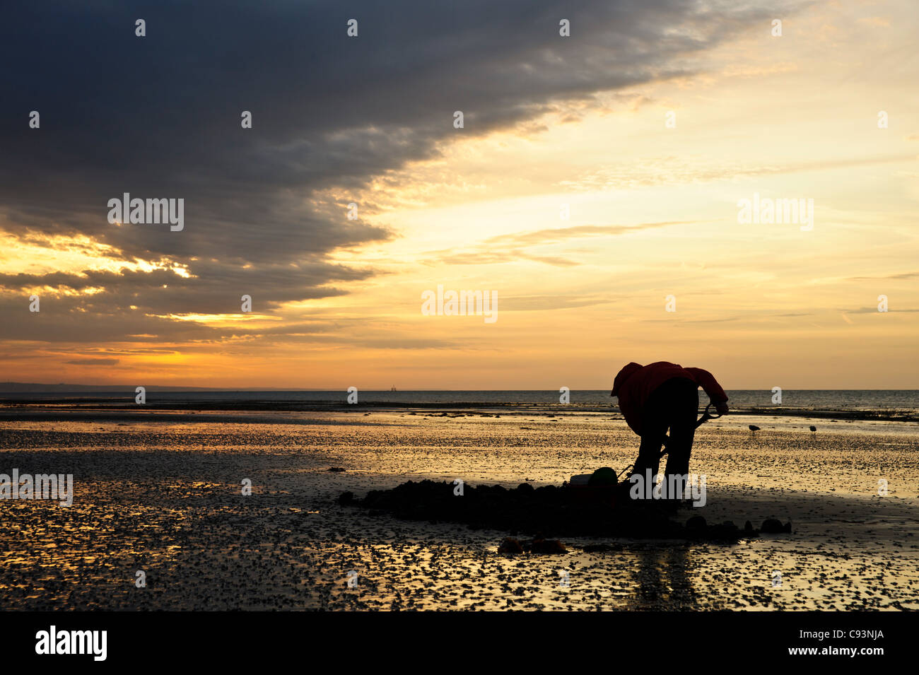 Digging for lugworms on Worthing beach at sunrise Stock Photo