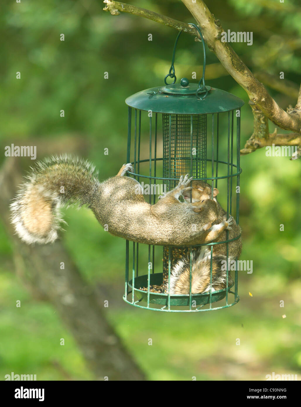 Grey Squirrels Sciurus carolinensis fight over the right to eat seed