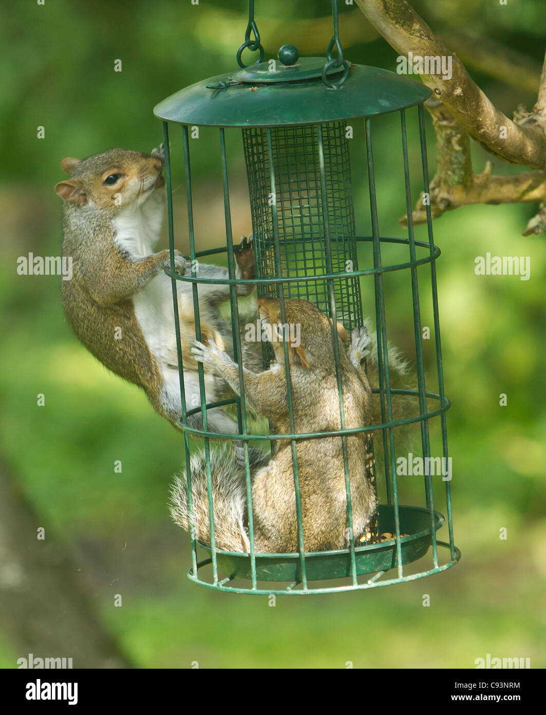 Grey Squirrels Sciurus carolinensis fight over the right to eat seed