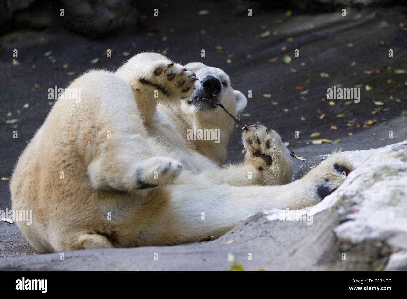 A Polar Bear chilling out on his rock Ursus maritimus Stock Photo - Alamy