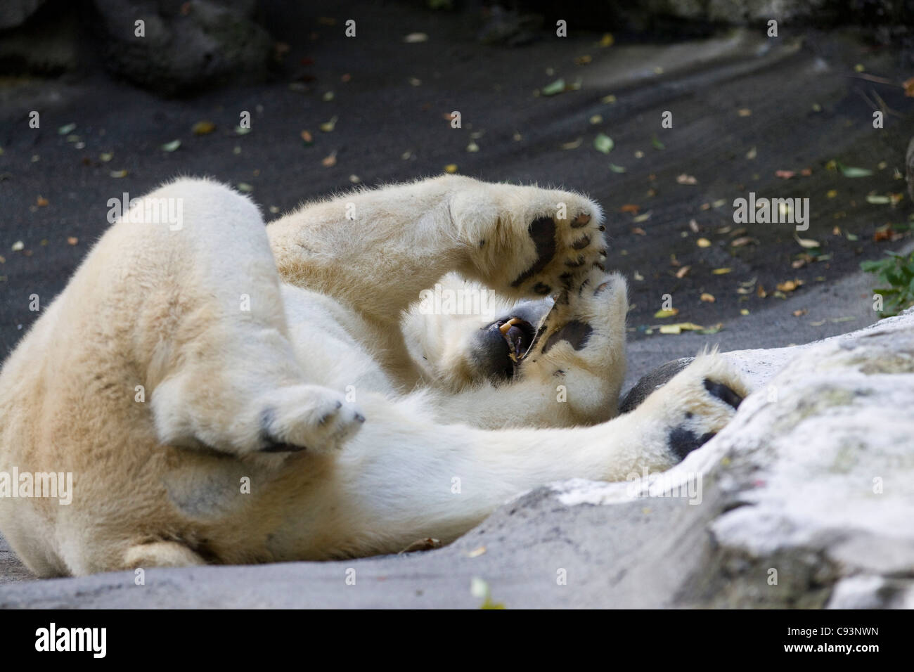 A Polar Bear chilling out on his rock Ursus maritimus Stock Photo - Alamy