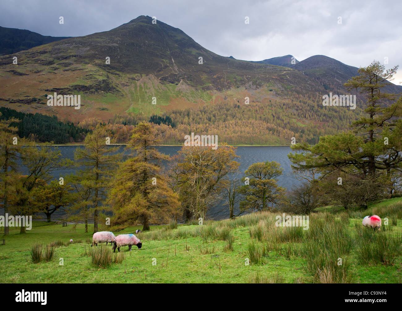 Sheep grazing on the banks of Buttermere in the Lake District Stock Photo