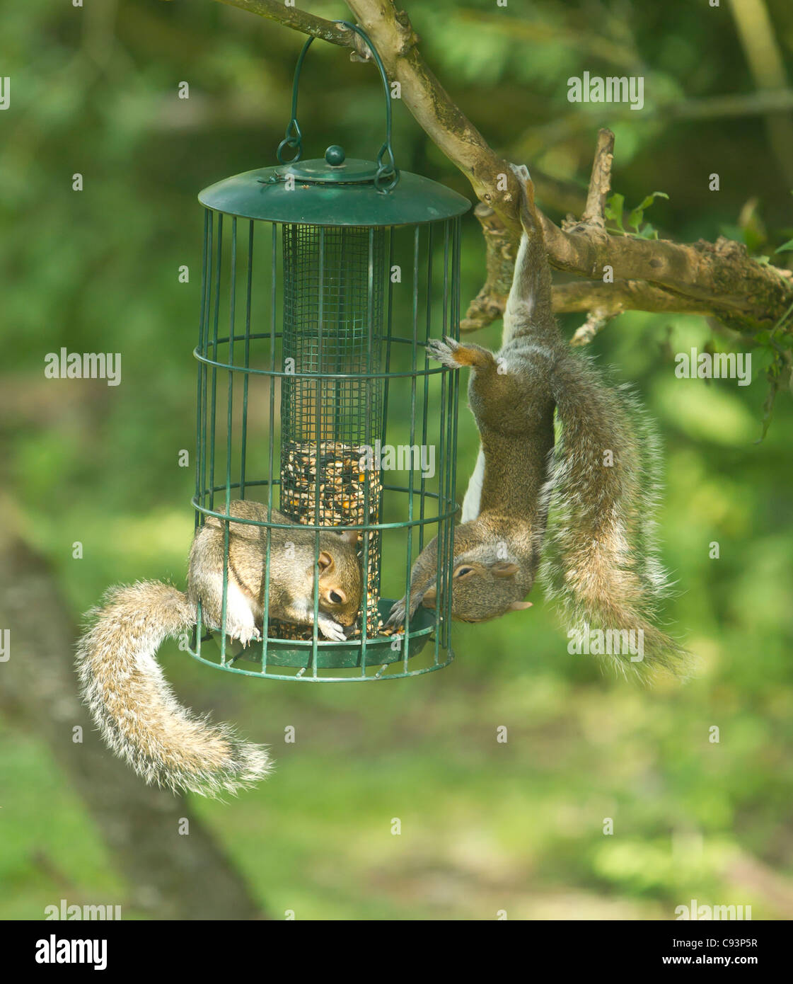 Grey Squirrels Sciurus carolinensis fight over the right to eat seed