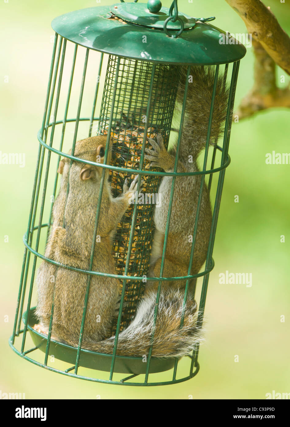 Grey Squirrels Sciurus Carolinensis Fight Over The Right To Eat