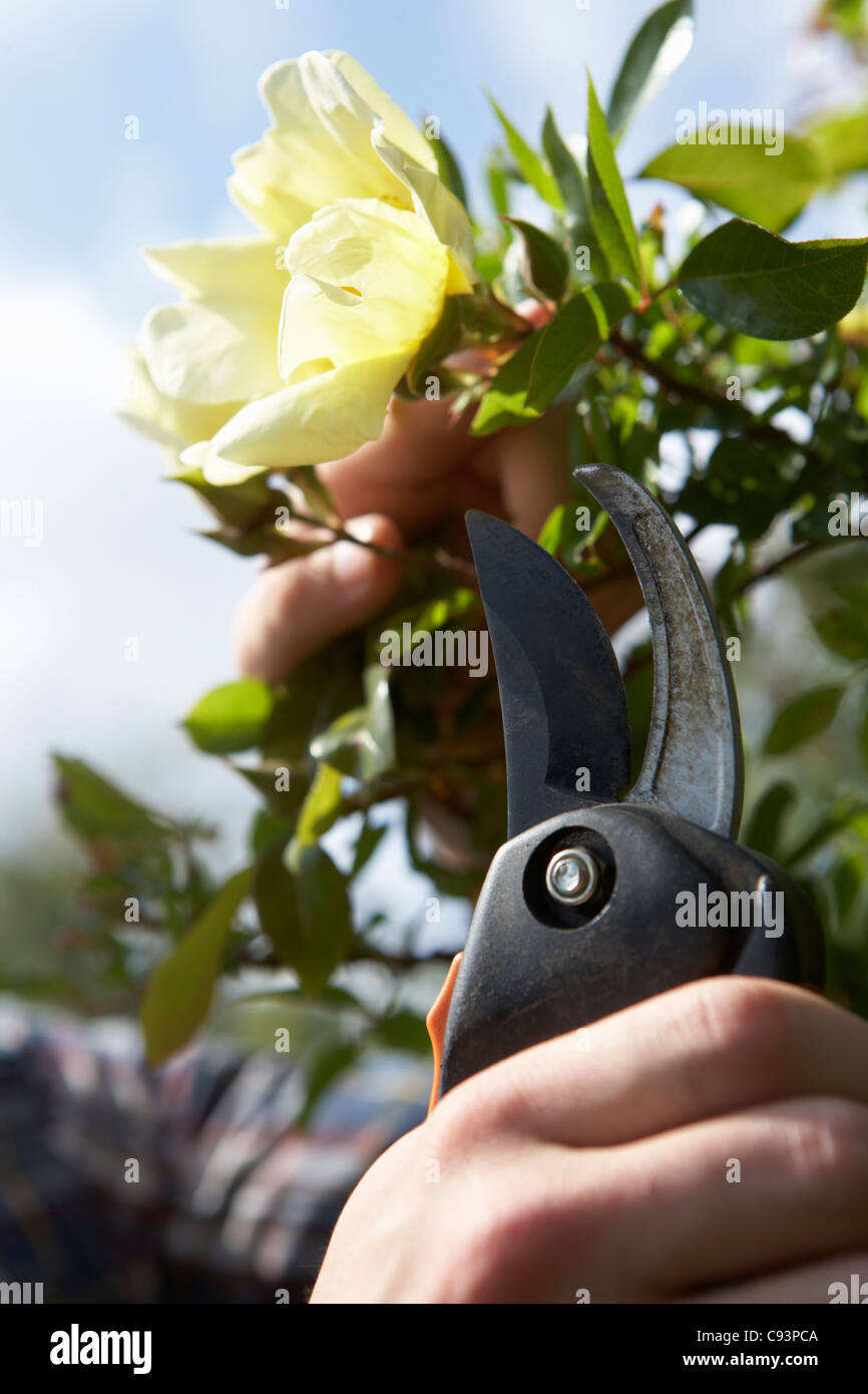 Man working in garden Stock Photo