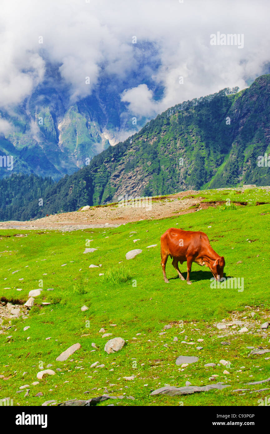 Wild red cow on meadow in Himalaya mountains Stock Photo