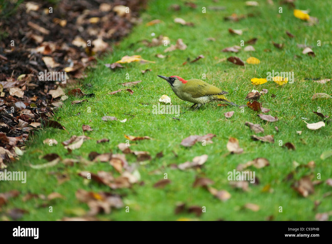 Female Green Woodpecker, Picus viridis, ground feeding on a garden lawn