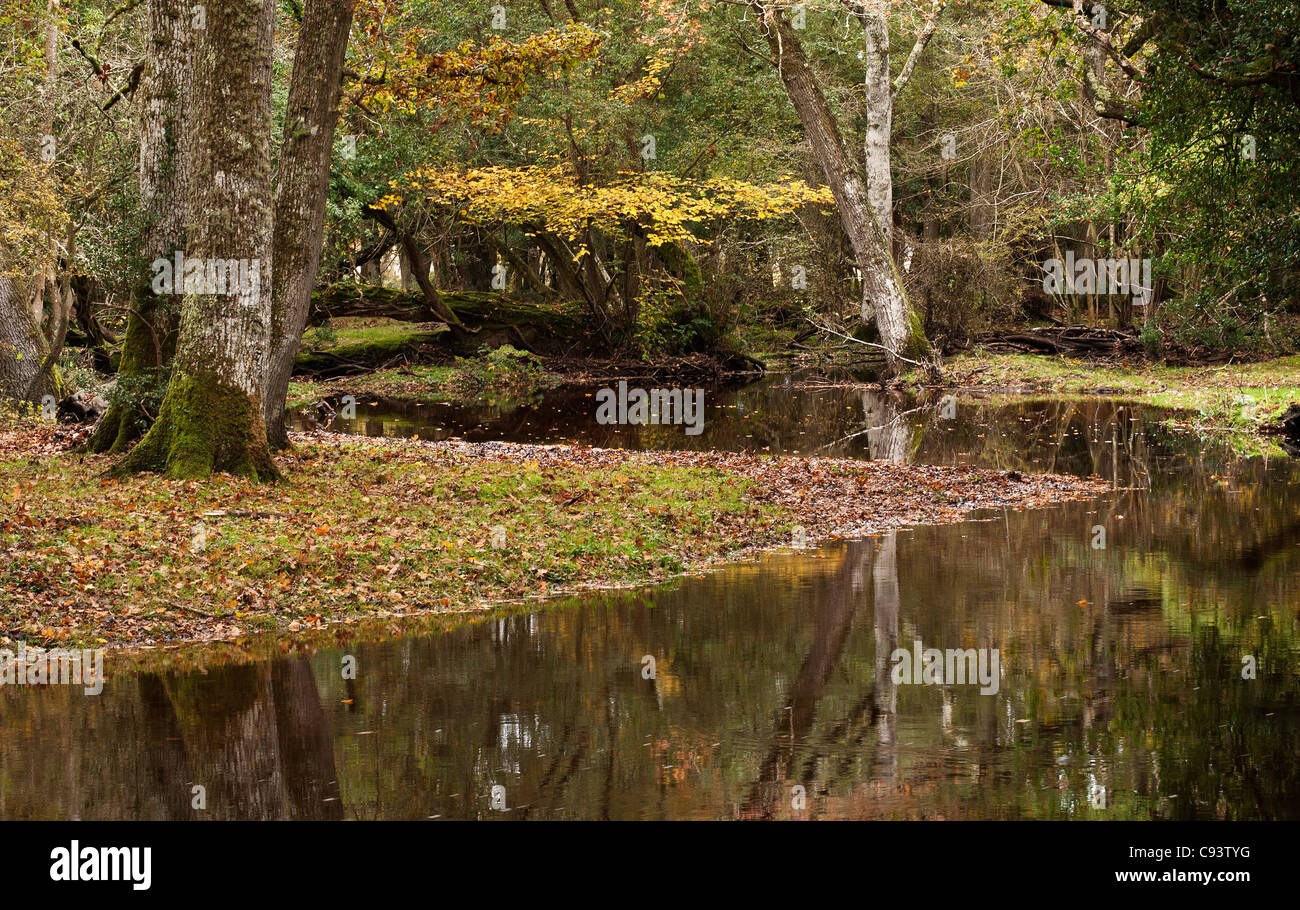 New Forest River Scene, Hampshire, England, UK. Stock Photo