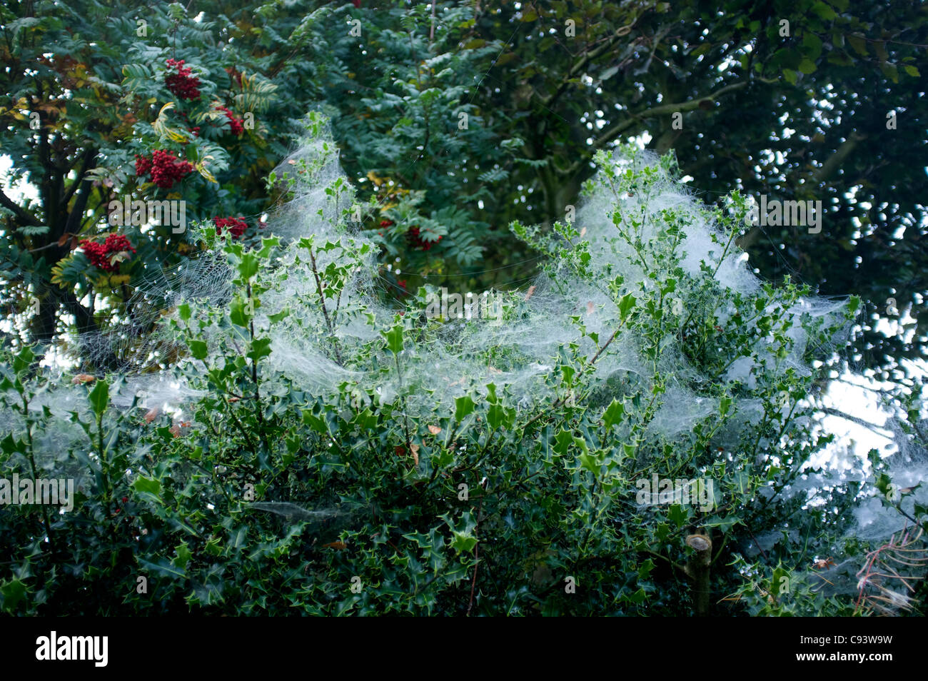 Cobwebs on holly Stock Photo - Alamy